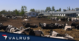 Valuation of dairy farms in the Omsk region